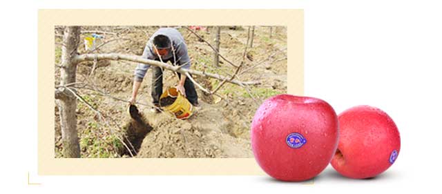 800亩有机苹果园